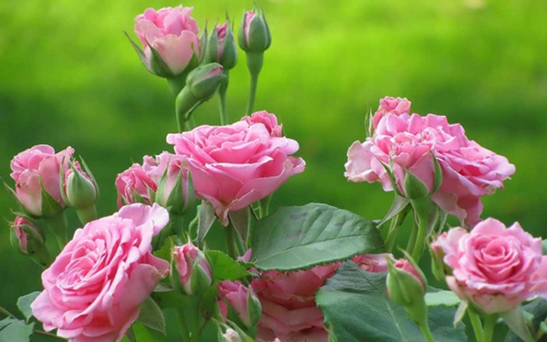 unnamed file 44 - Tả về cây hoa hồng trồng trong vườn nhà em